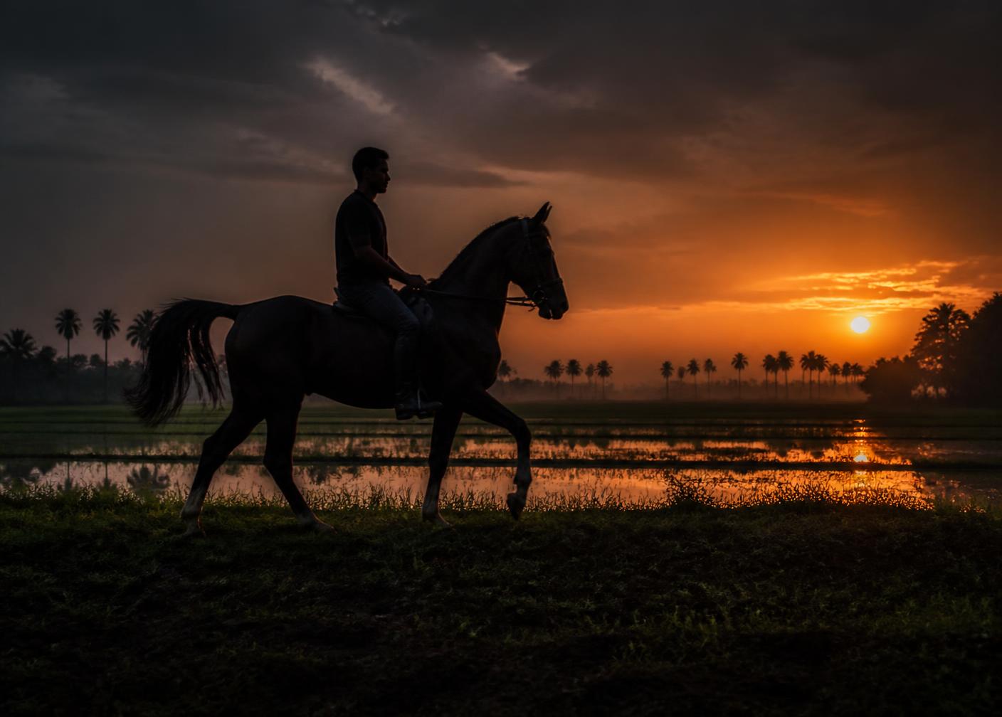 Silhouette of a horse and rider at dusk over paddy fields