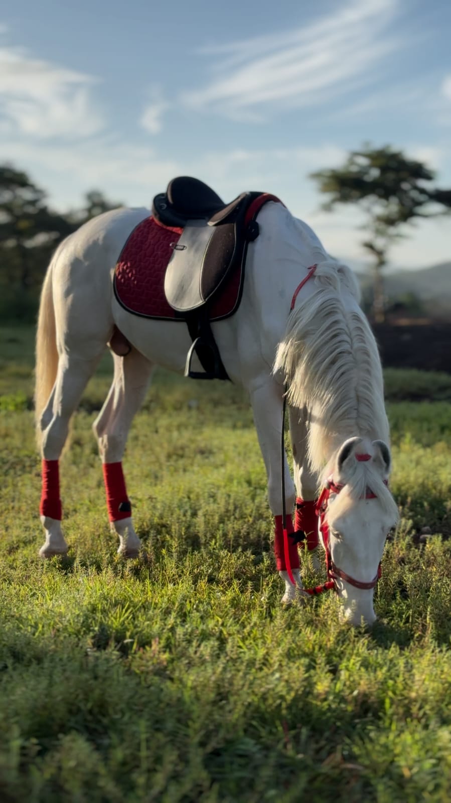 Saddled white horse grazing in the evening light