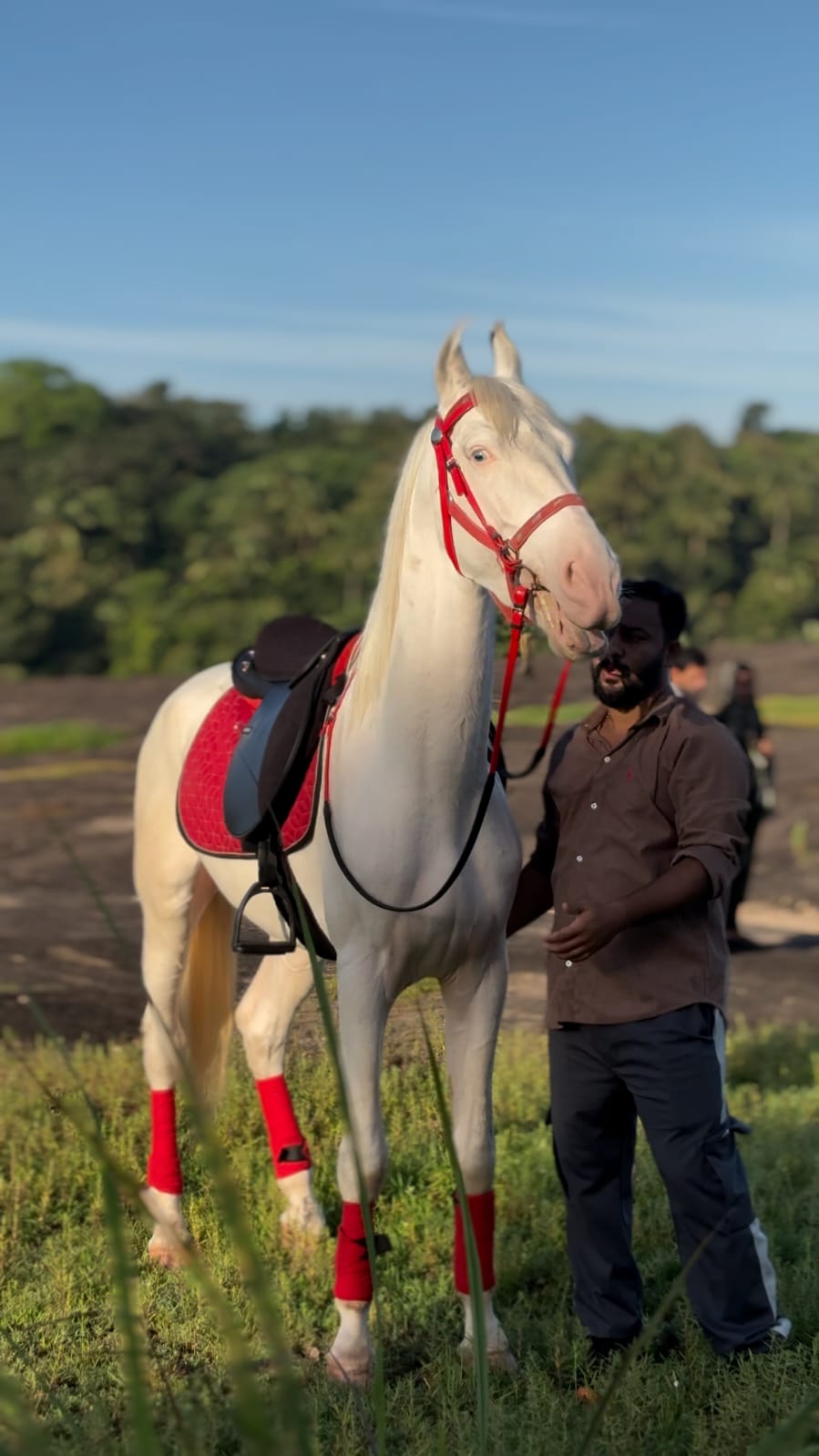 White KPRC horse with its handler in the club grounds