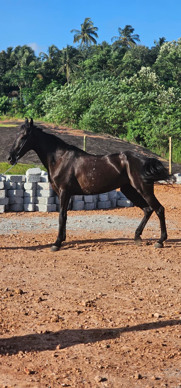 Black horse walking through the club riding grounds