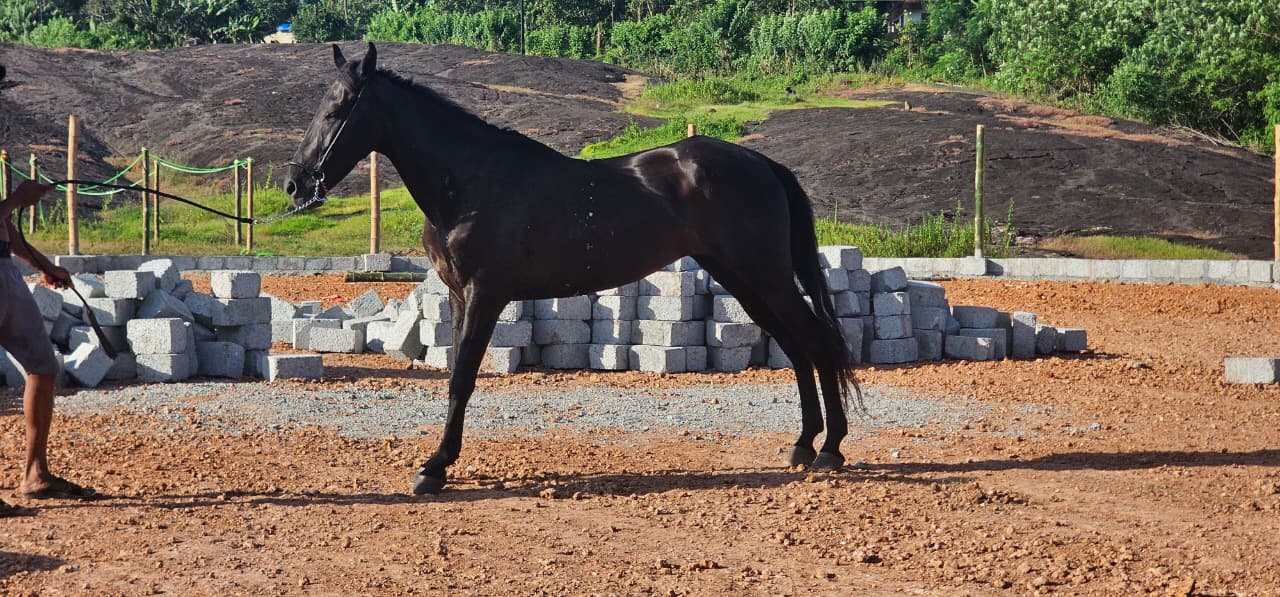 Black horse standing in the KPRC riding arena