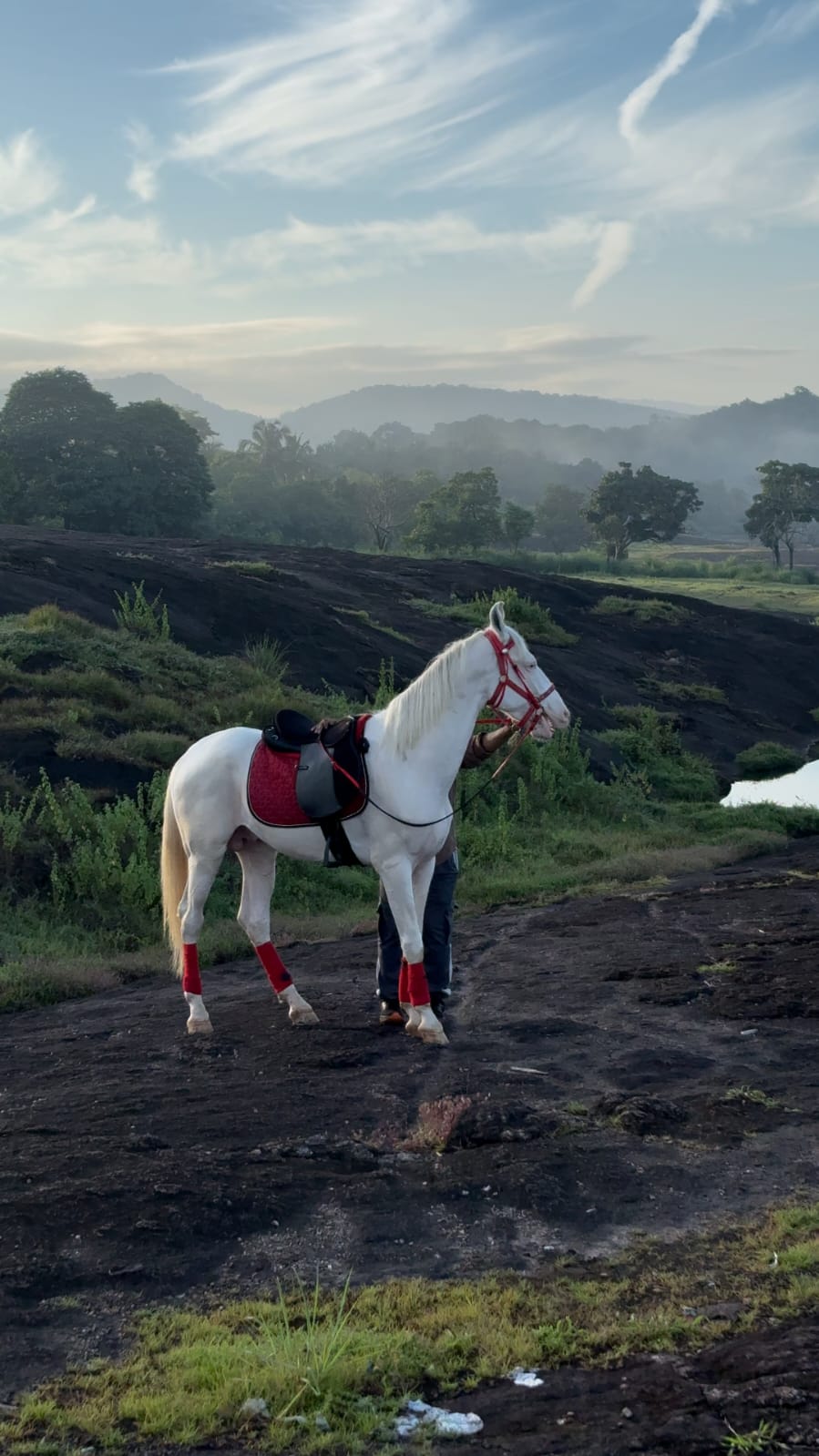 Saddled white horse overlooking the Kerala hills