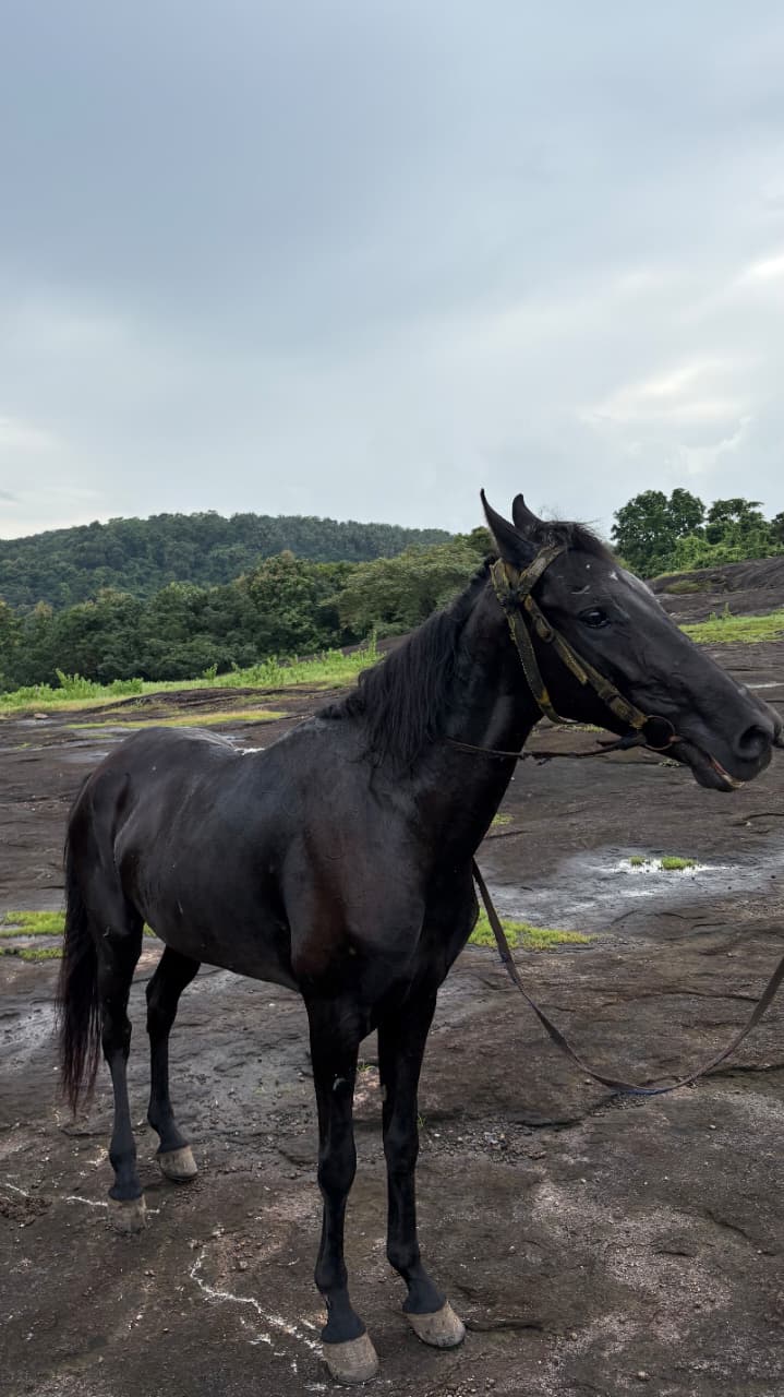 Black horse standing against Kerala's rocky landscape